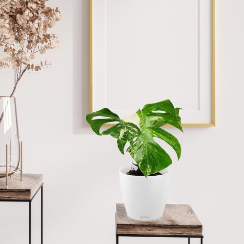 monstera kwiat