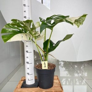 doniczkowa monstera